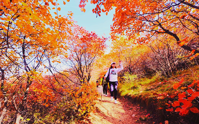云顶集团佛照山秋季漫山红叶，供游客免费观赏